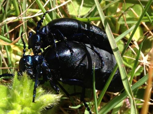 Meloe sp.