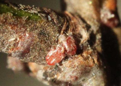 Aleucis distinctata