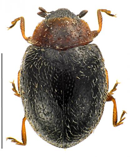 Scymnus fulvicollis