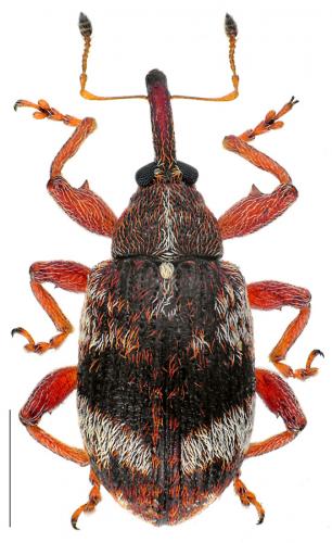 Réf. 83 845 : Anthonomus pedicularius
