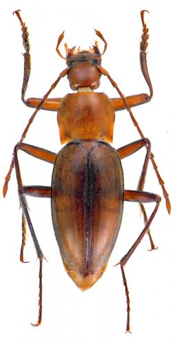 Cytodromus henroti