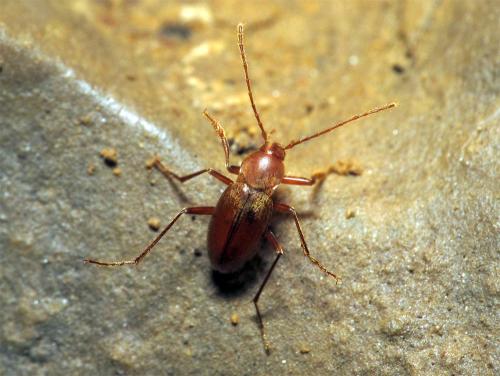 Cytodromus henroti