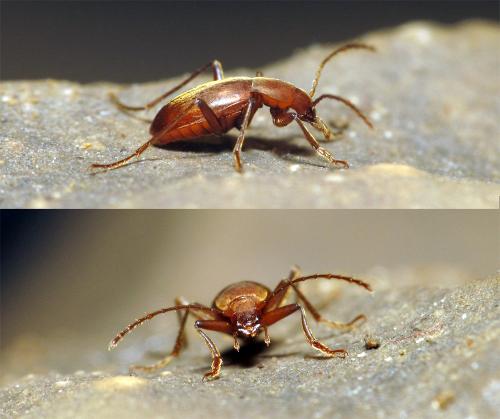 Cytodromus henroti
