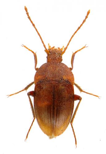 Réf. 83 036 : Royerella tarissani henroti