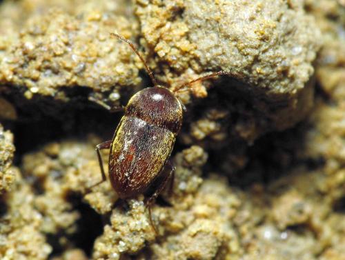 Réf. 83 037 : Royerella tarissani henroti