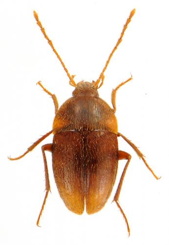 Royerella argodi