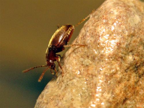 Réf. 83 039 : Royerella argodi