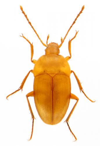Réf. 83 041 : Royerella tarissani gaveti