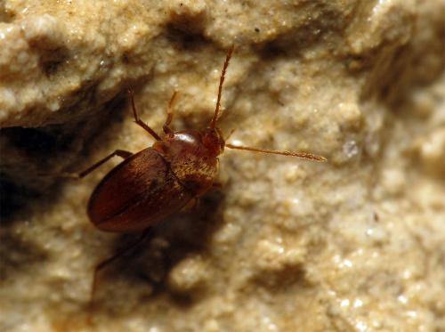 Réf. 83 043 : Royerella tarissani gaveti