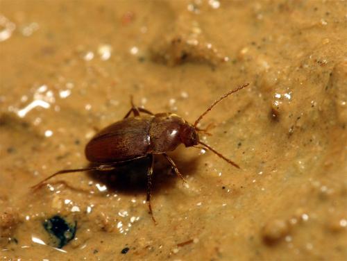 Réf. 83 044 : Royerella tarissani gaveti