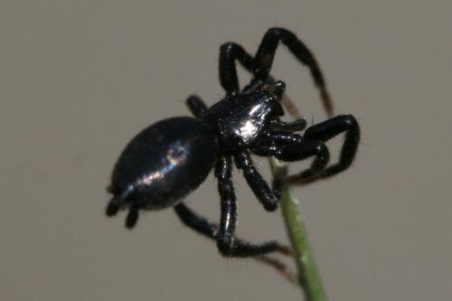 Réf. 83 160 : Zelotes sp.