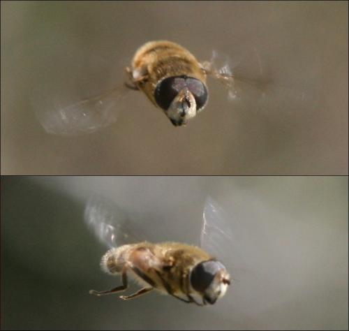 Eristalis arbustorum
