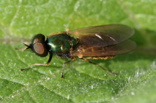 Réf. 83 717 : Chloromyia formosa