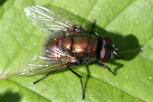 Réf. 83 716 : Neomyia cornicina