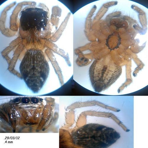 Evarcha sp.