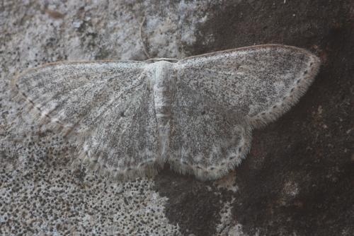 Réf. 83 764 : Scopula marginepunctata