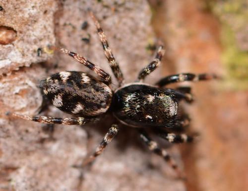 Salticus cingulatus