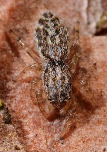 Réf. 83 674 : Pseudicius encarpatus