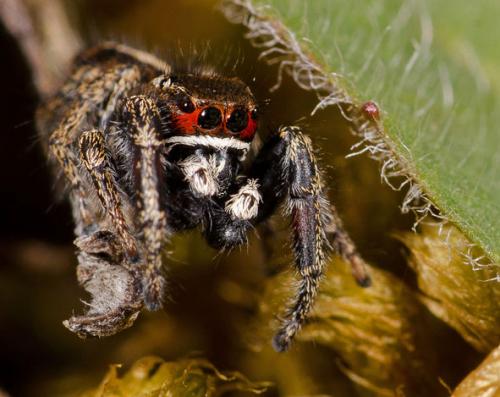 Pellenes tripunctatus