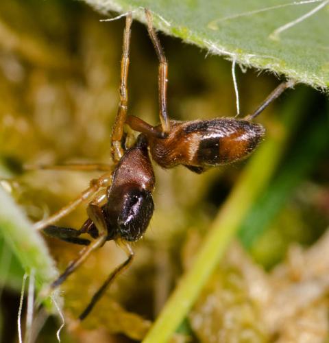 Myrmarachne formicaria
