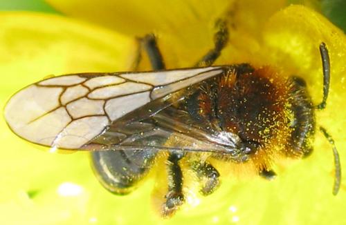 Andrena lagopus