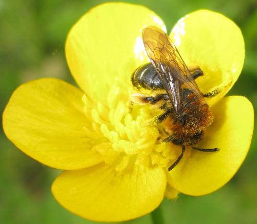 Andrena lagopus