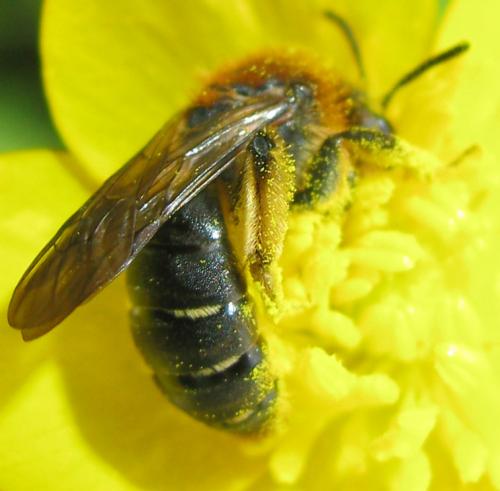 Andrena lagopus