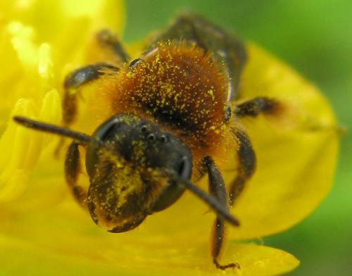 Réf. 83 629 : Andrena lagopus