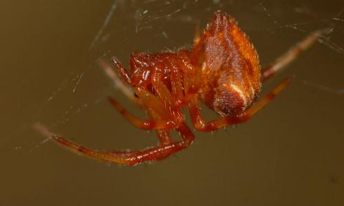 Parasteatoda lunata
