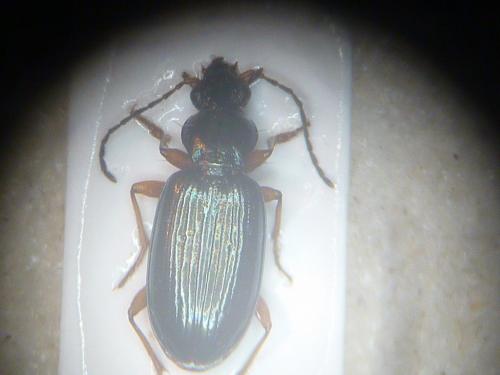 Réf. 83 881 : Bembidion decorum