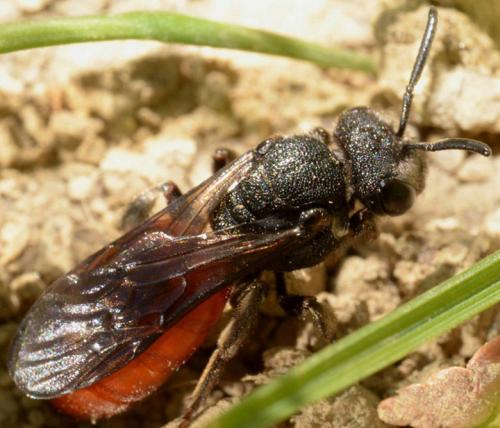 Réf. 83 256 : Sphecodes albilabris