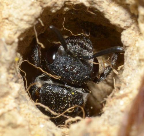 Réf. 83 257 : Sphecodes albilabris