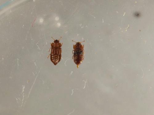 Réf. 83 326 : Micropeplus staphylinoides