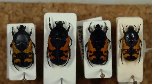 Gametoides sanguinolenta