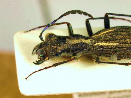 Dromica mauchii