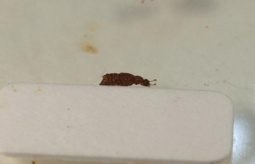 Réf. 83 327 : Micropeplus staphylinoides