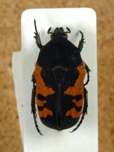 Gametoides sanguinolenta