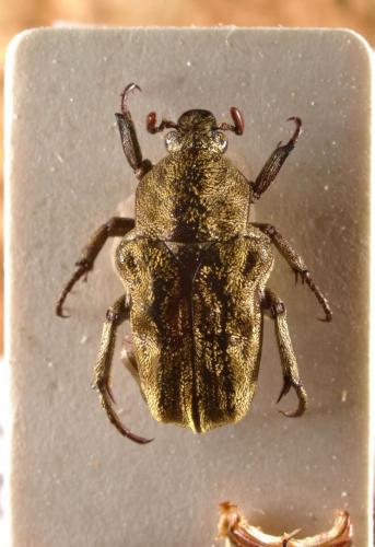 Cymophorus undatus toganus
