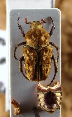 Cymophorus schoutedeni