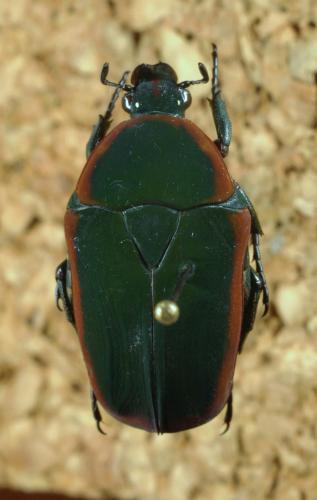 Pachnoda sp.