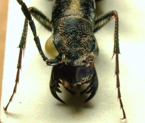 Dromica mauchii