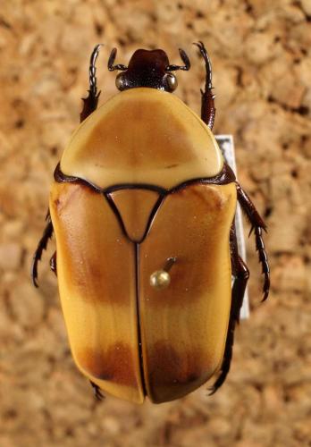 Réf. 83 537 : Pachnoda marginata peregrina