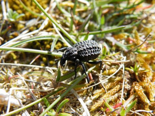 Brachycerus pradieri