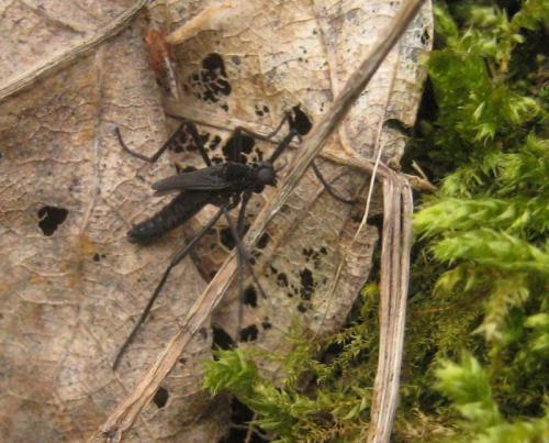 Réf. 83 604 : Penthetria funebris