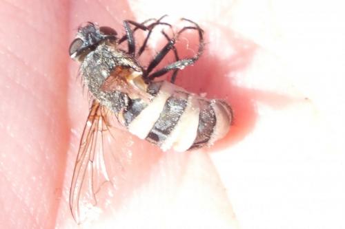 Pollenia sp.