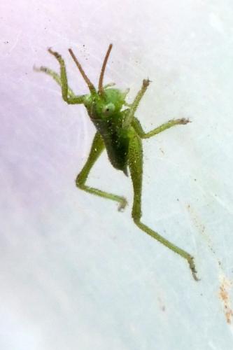 Tettigoniinae