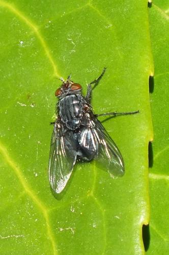 Calliphora vicina