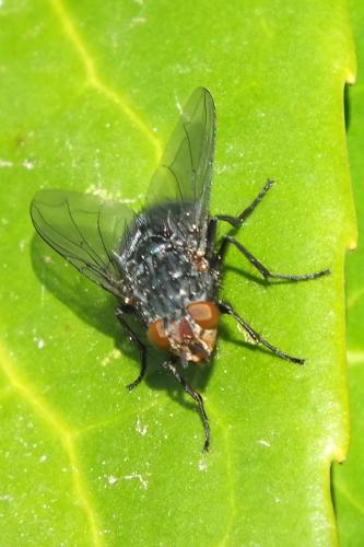Calliphora vicina