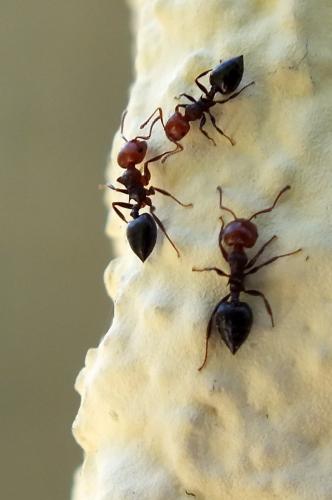 Réf. 83 570 : Crematogaster scutellaris