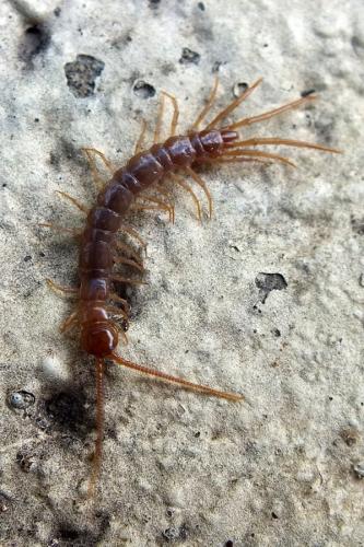Réf. 83 521 : Lithobius sp.
